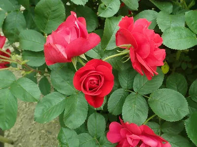 Rosa 'Hansaland' — Википедия