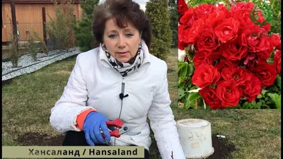 Главная роза России. Hansaland | Садовая Алхимия | Дзен