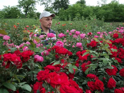 Самые ранние сорта роз для средней полосы и Подмосковья | В цветнике  (Огород.ru)