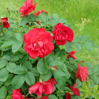 File:Rosa Hansaland 2019-06-06 9743.jpg - Wikimedia Commons