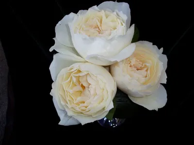 Photo of the bloom of Rose (Rosa 'Helga') posted by Versicolor - Garden.org