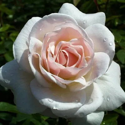 Helga Piaget - Peterkort Roses