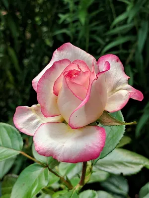 Роза чайно-гибридная 'Осирия'/Rose hybrid tea 'Osiria' C6 — цена в  Оренбурге, купить в интернет-магазине, характеристики и отзывы, фото