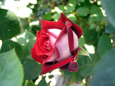 Rosa 'Helga', Beetrose 'Helga' - Gaertnerei Boock