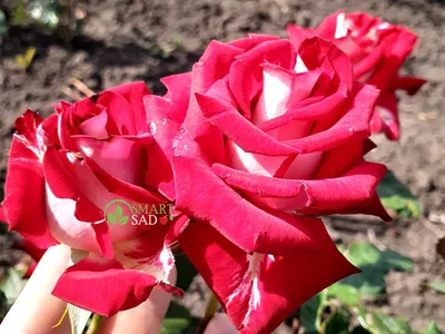 White Rose Garden After Rain Helga Stock Photo 1424467658 | Shutterstock