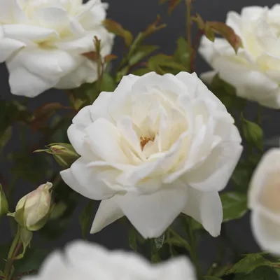 Rosa 'Helga Piaget' - Wikimedia Commons