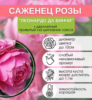 Купить саженцы Роза флорибунда Аспирин с доставкой! | Florali-Flor