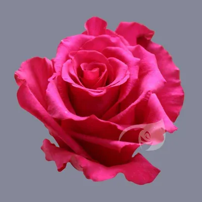 HOT EXPLORER - Ecoroses | Ecuador Roses