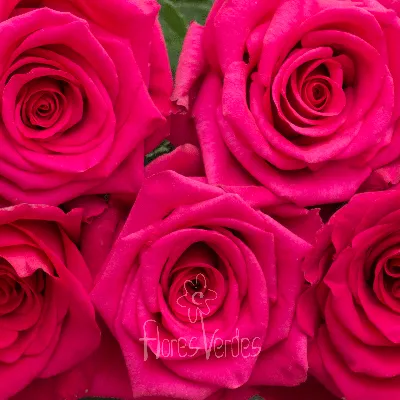 Hot Explorer® - Interplant Roses