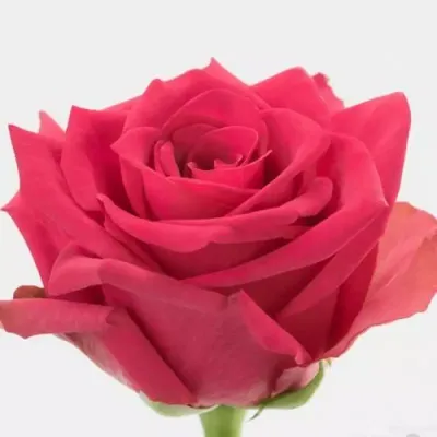 Rose Hot Explorer Dark Pink 50 cm - FMI Farms