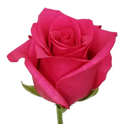 HOT EXPLORER a Pink rose from Ecuador
