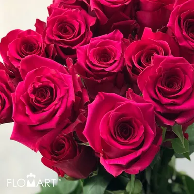 Hot Explorer (Roses) - So^Bella Flowers