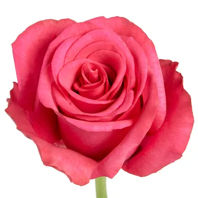 Rosa ec hot explorer | ROGECU | Rosa Ecuador | Rosa | All Flowers | All  products | OZ Export