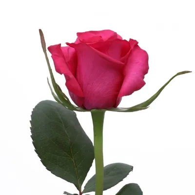 Hot Pink Roses Collection ( Gotcha / Hot Explorer / Hot Lady / Lola / –  Plants In Orbit