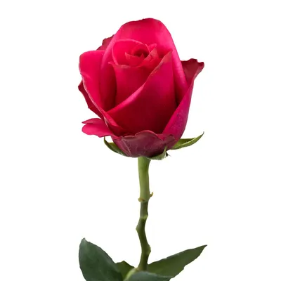 Hot Explorer roses always bring the heat! Spice up your designs with this  saucy hot pink rose. 🔥💖 #jetfreshgrowers #hotexplorer #roses | Instagram