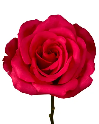 HOT EXPLORER 70 AGRI ROSES - ЦВЕТЫ ОПТОМ