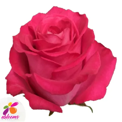 HOT LADY - Ecoroses | Ecuador Roses