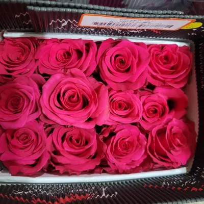 Royal Explorer Roses | Sami Sacha Flowers