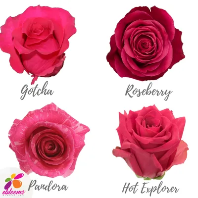 Colombian Premium Roses