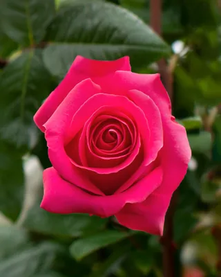 Rose Pink Explorer Hot Pink 80/90cm