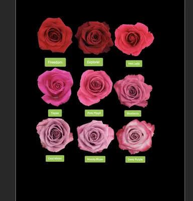 Hot explorer – Nevado Roses