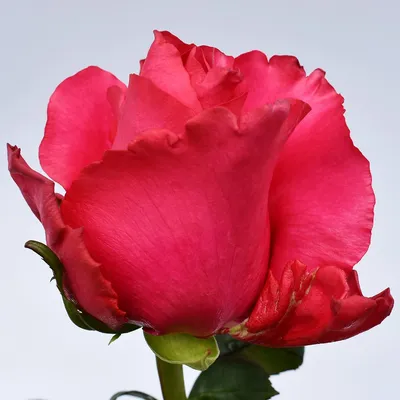 Rosato Rose Variety - Hot Pink Roses near me - EbloomsDirect – Eblooms Farm  Direct Inc.