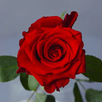 HOT PINK - Ecoroses | Ecuador Roses
