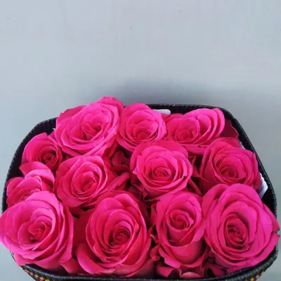 Hot Pink Roses Collection ( Gotcha / Hot Explorer / Hot Lady / Lola / –  Plants In Orbit