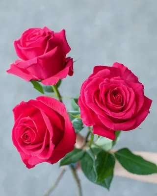 Close Up of a Bouquet of Hot Explorer Roses Variety, Studio Shot. Stock  Photo - Image of blush, wedding: 188540986