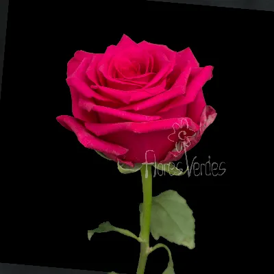 Hot Explorer Rose Variety - Hot Pink Roses near me - EbloomsDirect –  Eblooms Farm Direct Inc.
