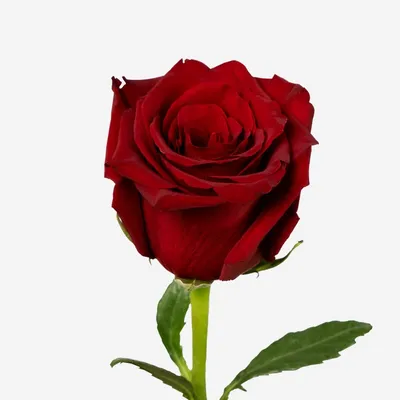 Hot Pink Roses Assorted near me – Eblooms Farm Direct Inc.