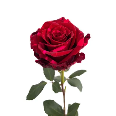 Gotcha | Hot Pink Rose - Rosas del Corazón