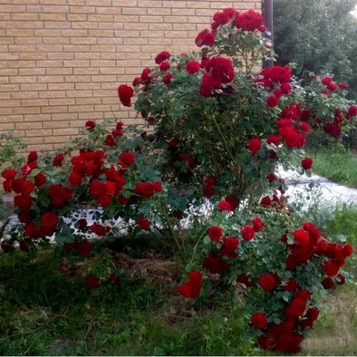 Розы без хлопот - канадские. Ассортимент для Саяногорска на осень. |  ВКонтакте
