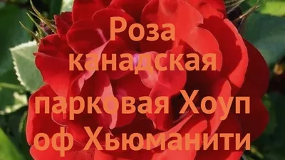 Роза Хоуп фо Хьюманити (Однолетний, ЗКС) - купить Розы канадские в Киеве и  Украине, выгодная цена Роза Хоуп фо Хьюманити в интернет-магазине Agrostore  ТМ (Агростор)