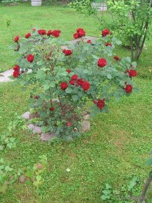 Канадская роза \"хоуп фо хьюманити\". - YouTube