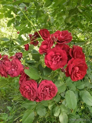Роза канадская парковая Хоуп оф Хьюманити 🌿 обзор: как сажать, саженцы розы  Хоуп оф Хьюманити - YouTube