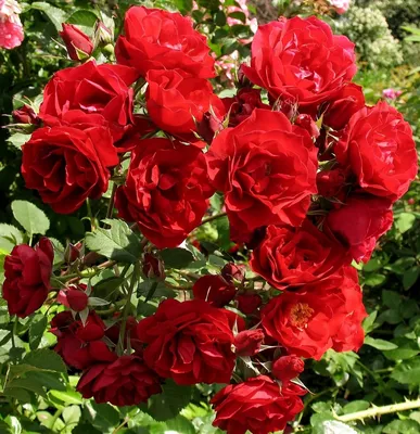 Суперморозостойкие канадские розы, лучшие сорта | Мистер Дачник | Дзен