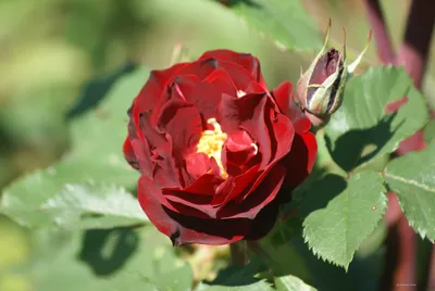 Розы купить саженцы недорого в питомнике Заказ в сад с доставкой