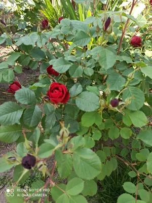 Роза канадская парковая Хоуп оф хьюманити h37 см в Перми – купить по низкой  цене в интернет-магазине Леруа Мерлен