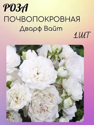 🌱 Роза канадская парковая Свит Аделин по цене от 2029 руб: саженцы,  крупномеры - купить в Москве с доставкой - интернет-магазин Все Сорта