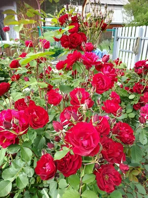 Заказать на весну 2024 саженцы садовых роз: элитные шрабы, кустовые  парковые сорта.