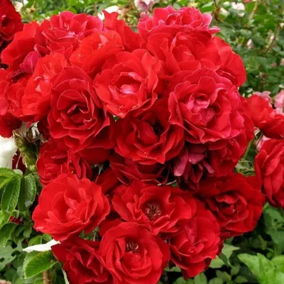 Саженцы розы Хоуп фо Хьюменити купить Агро Бреза Украина