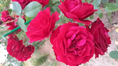 Парковые розы купить в интернет магазине Ктон