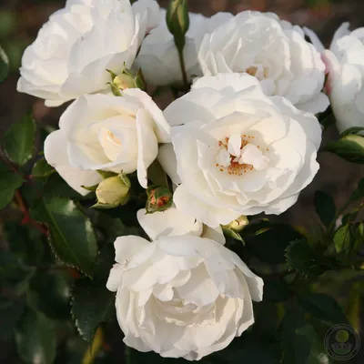 Луковицы Розы, Роза купить по выгодной цене в интернет-магазине OZON  (1265195429)