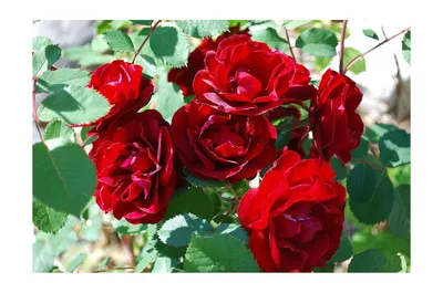 Роза парковая канадская «Джон Франклин», 3.5 л по цене 1333 ₽/шт. купить в  Москве в интернет-магазине Леруа Мерлен