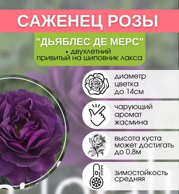 Роза Хоуп фо Хьюманити CANADIAN (Hope for Humanity) - саженцы лицензионных  роз купить в Астане, доставка почтой по Казахстану, недорого в  интернет-магазине