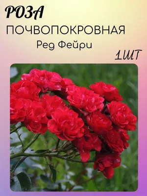 Сорта роз выдерживающие русские морозы | Племя человеков | Дзен