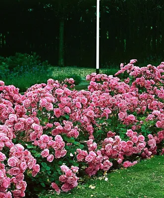 ✿➽ Роза Кимоно в нашем саду 🌺🌿Сезон 2019 - YouTube