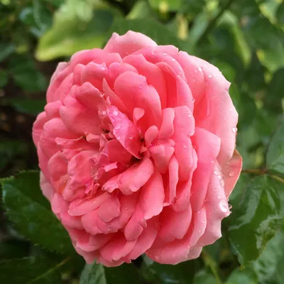 Роза «Кимоно» (флорибунда) - Питомник Веселый Садовник