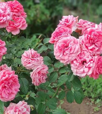Floribunda Rose Kimono – Landscaping Garden